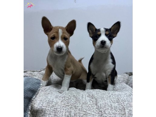 RESMİ İŞLETMEDEN BASENJİ YAVRULARI