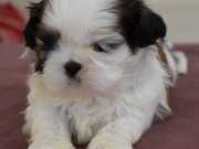 IRK VE SAĞLIK GARANTİLİ SHİHTZU