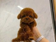 RESMİ İŞLETMEDEN KORETOYPOODLE YAVRULARI