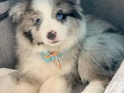 DÜNYANIN EN AKILLI KÖPEKLERİ 