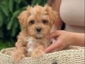 IRK VE SAĞLIK GARANTİLİ MALTİPOO ANTALYA