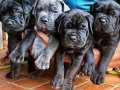 IRK VE SAĞLIK GARANTİLİ CANE CORSO YAVRULAR