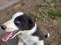 DÜNYANIN EN AKILLI KÖPEKLERİ 