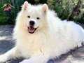 RESMİ İŞLETMEDEN SAMOYED YAVRULARI