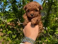 RESMİ İŞLETMEDEN KORE TOYPOODLE YAVRULARI