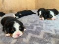 Resmi işletmeden orjinal bernese yavrular