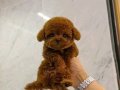 RESMİ İŞLETMEDEN KORETOYPOODLE YAVRULARI