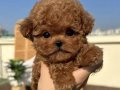 RESMİ İŞLETMEDEN KORETOYPOODLE YAVRULARI