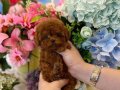 RESMİ İŞLETMEDEN KORETOYPOODLE YAVRULARI