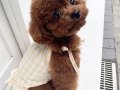 RESMİ İŞLETMEDEN KORETOYPOODLE YAVRULARI