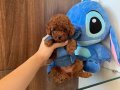RESMİ İŞLETMEDEN KORETOYPOODLE YAVRULARI
