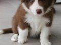 DÜNYANIN EN AKILLI KÖPEKLERİ 