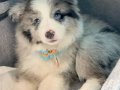 DÜNYANIN EN AKILLI KÖPEKLERİ 