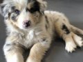 DÜNYANIN EN AKILLI KÖPEKLERİ 