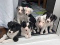 DÜNYANIN EN AKILLI KÖPEKLERİ 