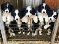 DÜNYANIN EN AKILLI KÖPEKLERİ 