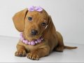 RESMİ İŞLETMEDEN DACHSHUND ( SOSİS ) yavruları