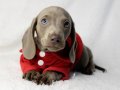 RESMİ İŞLETMEDEN DACHSHUND ( SOSİS ) yavruları