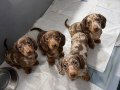 RESMİ İŞLETMEDEN DACHSHUND ( SOSİS ) yavruları