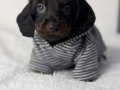 RESMİ İŞLETMEDEN DACHSHUND ( SOSİS ) yavruları