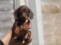 RESMİ İŞLETMEDEN DACHSHUND ( SOSİS ) yavruları