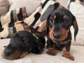 RESMİ İŞLETMEDEN DACHSHUND ( SOSİS ) yavruları