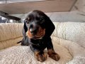 RESMİ İŞLETMEDEN DACHSHUND ( SOSİS ) yavruları