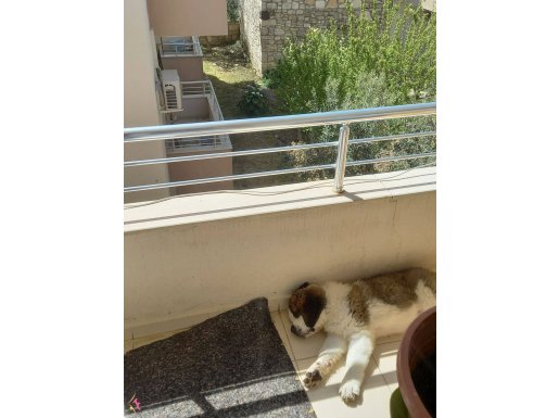 Tatlı ve Akıllı Minik DEV