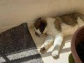 Tatlı ve Akıllı Minik DEV