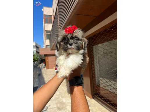 Tüylü dostunuz shih tzu 