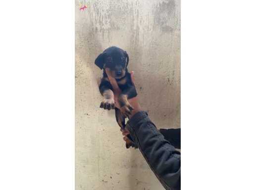 Kahve siyah doberman 