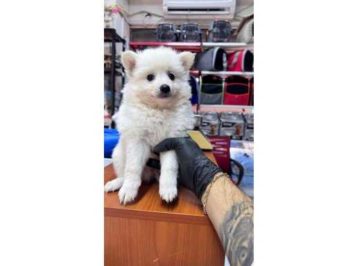 Kar topu spitz yavrular 