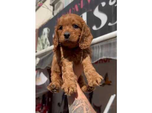 Sosyal Kelebek Akıllı Cavapo | Antalya İçi Elden Teslim