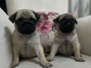 Buruşuk surat pug mops 