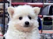 Kar topu spitz yavrular 