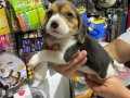 Akıllı köpek beagle 
