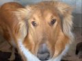 Lassie dizisinin meşhur köpeği rough collie yavru ları 