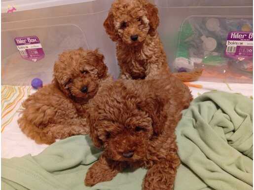 Ev Ortamında Büyüyen, Tuvalet Eğitimli Orijinal Toy Poodle Yavruları