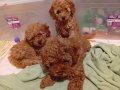 Ev Ortamında Büyüyen, Tuvalet Eğitimli Orijinal Toy Poodle Yavruları