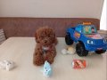 Toy Poodle Ankaranın Prensesi Orjinal Irk Garantili