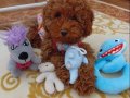 Toy Poodle Ankaranın Prensesi Orjinal Irk Garantili
