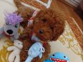 Toy Poodle Ankaranın Prensesi Orjinal Irk Garantili