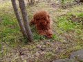 Toy Poodle Ankaranın Prensesi Orjinal Irk Garantili