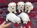 Maltese Teacup Orjinal Irk Garantili