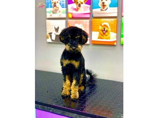 Muhteşem Güzellikte Phantom Toy Poodle
