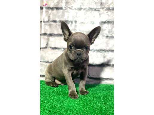 FRENCH BULLDOG BLUE DİŞİ YAVRUMUZ