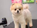 EFSANE GÜZELLİKTE 11 AYLIK DİŞİ POMERANIAN BOO YAVRUMUZ