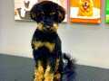 Muhteşem Güzellikte Phantom Toy Poodle