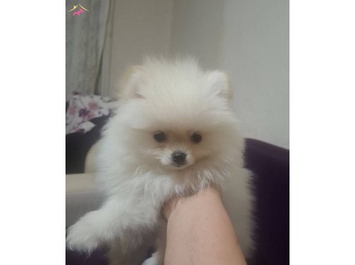 Bembeyaz yavru dişi minik 700 gr pom..