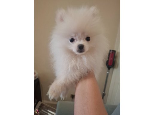 Ayı Surat Bembeyaz 2.5 Aylık Mini Pomeranian Boo Yavrusu